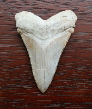 Rare White Carcharocles Angustidens Fossil Shark Tooth Oligocene South Carolina