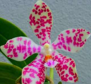 Phalaenopsis (p.  Lueddemanniana X P.  Gigantea) (large Rare Orchid) Plant,  Phal