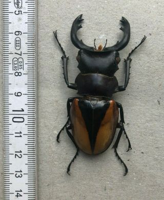 Lucanidae,  Odontolabis Cuvera Cuvera,  N.  - India,  Very Rare,  Giant,  70,  Mm,  A1