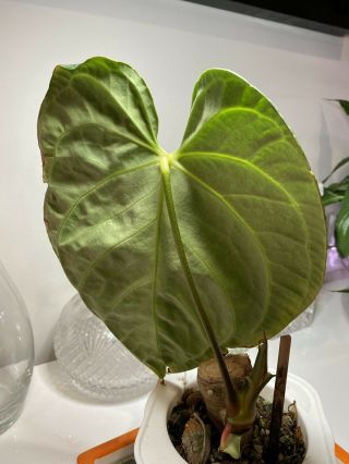 Anthurium regale Medium,  Rare Exotic Plant on huge chonk very well rooted 2