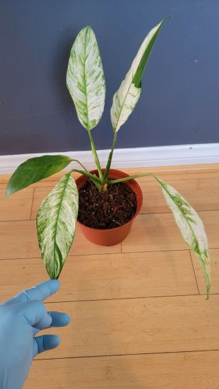 Extremy Rare Spathyphyllum Variegated Peace Lily