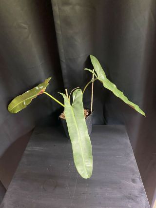 Philodendron Atabapoense Narrow 16 Inch Leaves Rare Aroid