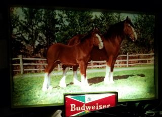 Rare Vintage Budweiser Beer Lighted Sign Clydesdale Horse Baby Colt 1950 1960’s