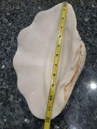 Vtg Medium Giant Natural Clam Shell Tridacna Gigas Seashell Rare 5 Lbs 12” By 8 "