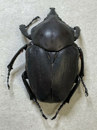 Fornasinius higginsi,  pair,  rare beetles,  goliathini,  cetoniidae 2