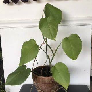 Rare Variegated Monstera Deliciosa Albo Live Plant Fully Rooted