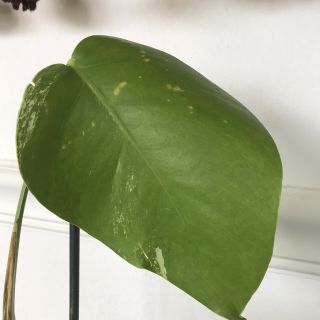Rare Variegated Monstera Deliciosa Albo Live Plant Fully Rooted 2