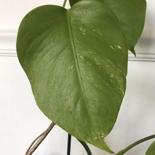 Rare Variegated Monstera Deliciosa Albo Live Plant Fully Rooted 3