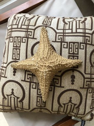 Rare 4star Starfish