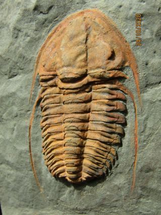 Big,  And Rare Trilobite.  Hamatolenus Vincenti Cambrian.  Morocco.  Nºms16