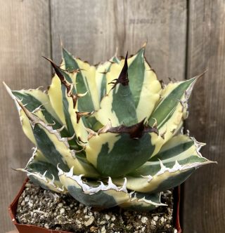 Agave Titanota ‘snaggle Tooth’ Rare Variegated Succulent A (size)