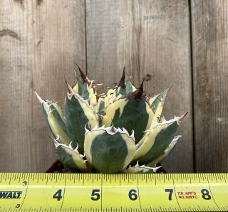 Agave titanota ‘Snaggle Tooth’ Rare variegated succulent A (Size) 2