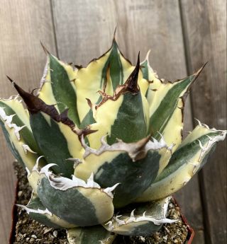 Agave Titanota ‘snaggle Tooth’ Rare Variegated Succulent F (size)