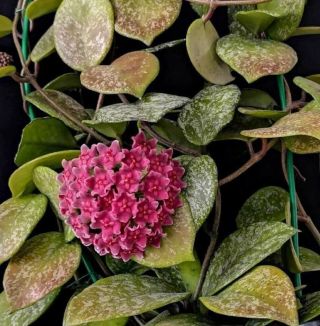 Very Rare Hoya Carnosa ‘stardust’ Pink Taiwan With Stunning Leaves Pink Flowers