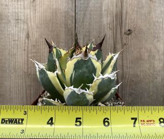 Agave titanota ‘Snaggle Tooth’ Rare variegated succulent E (Size) 2