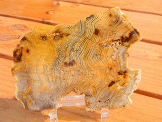 Rare Hell ' s Canyon Petrified Wood Slab Lapidary Rough 2
