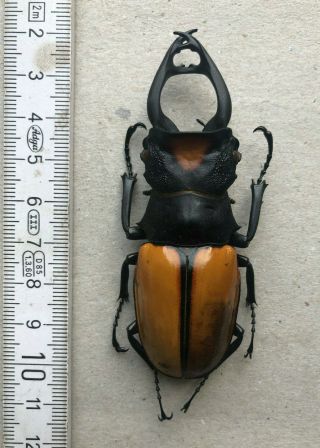 Lucanidae,  Odontolabis Yasuokai,  Sumatra,  Giant,  Very Rare,  82,  Mm