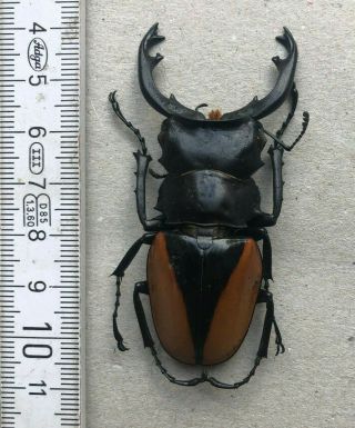 Lucanidae,  Odontolabis Cuvera Cuvera,  N.  - India,  Very Rare,  Giant,  69 Mm
