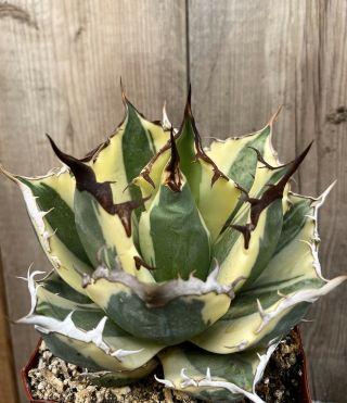 Agave Titanota ‘snaggle Tooth’ Rare Variegated Succulent D (size)