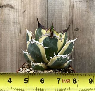 Agave titanota ‘Snaggle Tooth’ Rare variegated succulent D (Size) 2