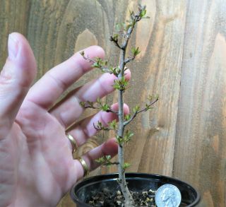 Chojubai Red Dwarf Live Japanese Flowering Quince Pre Bonsai Tree Deciduous Rare