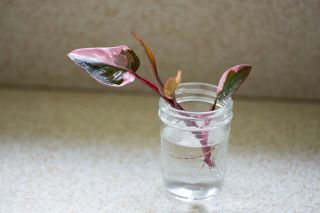 Rare Pink Princess Philodendron Rooted Cutting Aroid Plant Variegated Houseplant