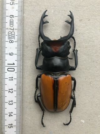 Lucanidae,  Odontolabis Yasuokai,  Sumatra,  Giant,  Very Rare,  85 Mm,  A1