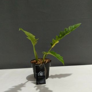 Rare.  Philodendron ‘ring Of Fire’ Variegata