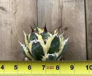Agave titanota ‘Snaggle Tooth’ Rare variegated succulent C (Size) 2