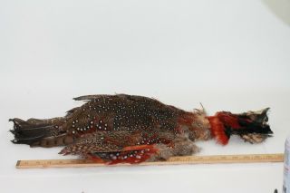 Male Satyr Tragopan Pheasant Skin Feathers Plumage Rare & Unusual Fly Tying