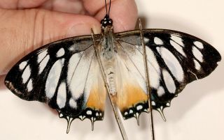 Charaxes Lydiae Very Rare From Cameroon