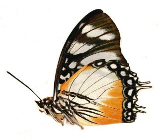 Charaxes lydiae VERY RARE from Cameroon 2