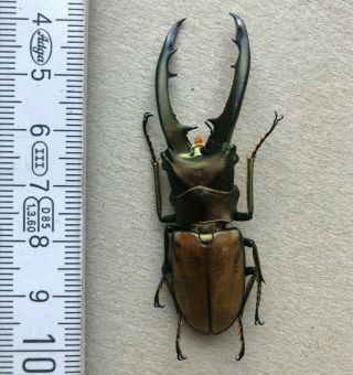 Lucanidae,  Cyclommatus Magnificus,  N.  - Borneo,  Giant,  Very Rare,  62 Mm,  A1