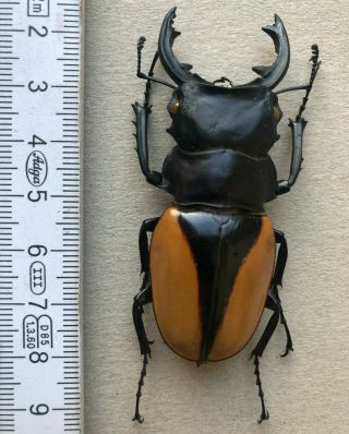 Lucanidae,  Odontolabis Cuvera Cuvera,  N.  - India,  Giant,  Very Rare,  67 Mm,  A1