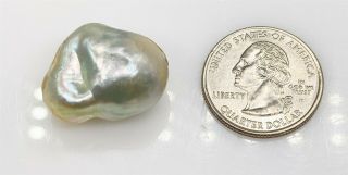 Rare $2000 42ct 20mm Natural Pearl Loose